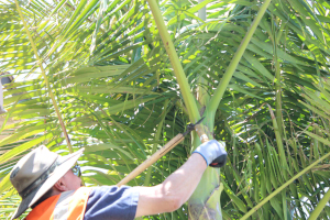 Image of MVLandscape employee trimming a tree in a front yard