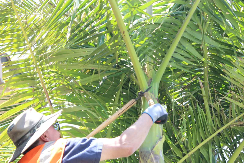 MVLandscape employee trimming a tree